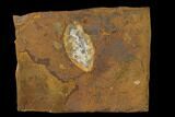 Unidentified Fossil Seed From North Dakota - Paleocene #145354-1